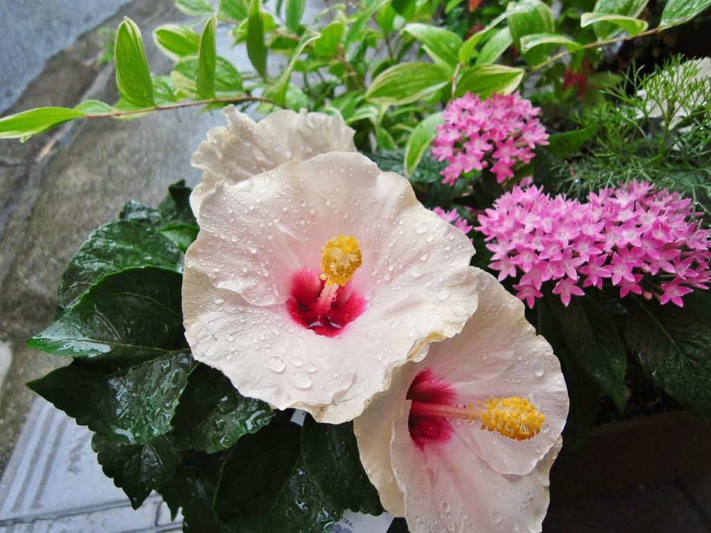 Guesthouse Engawa — Photos 3